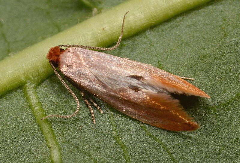 Tineidae 2 - Tinea semifulvella